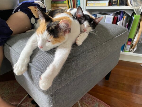 Cassie - Gentle Lap Cat - Image 2