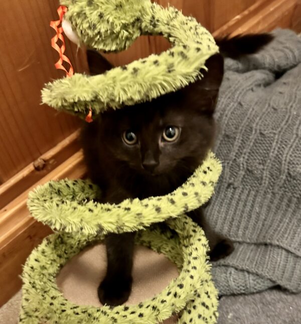 Cricket - Playful and Cuddly - Image 2