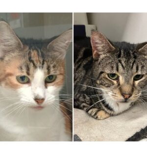 Julie & Bassuria - bonded 4 year olds