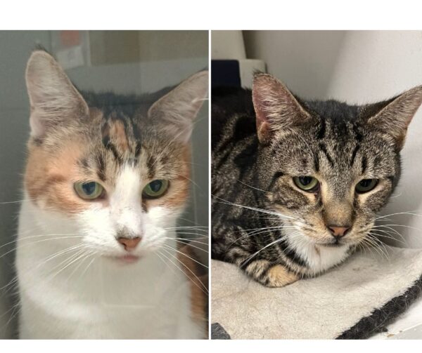 Julie & Bassuria - bonded 4 year olds
