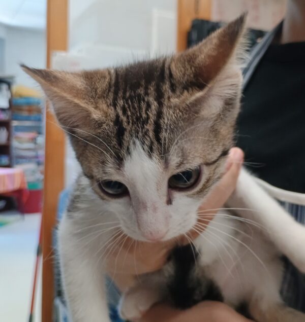 Peanut - lots of kitten fun! - Image 3