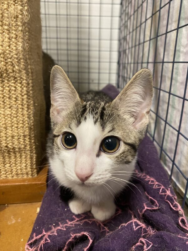 Peanut - lots of kitten fun!