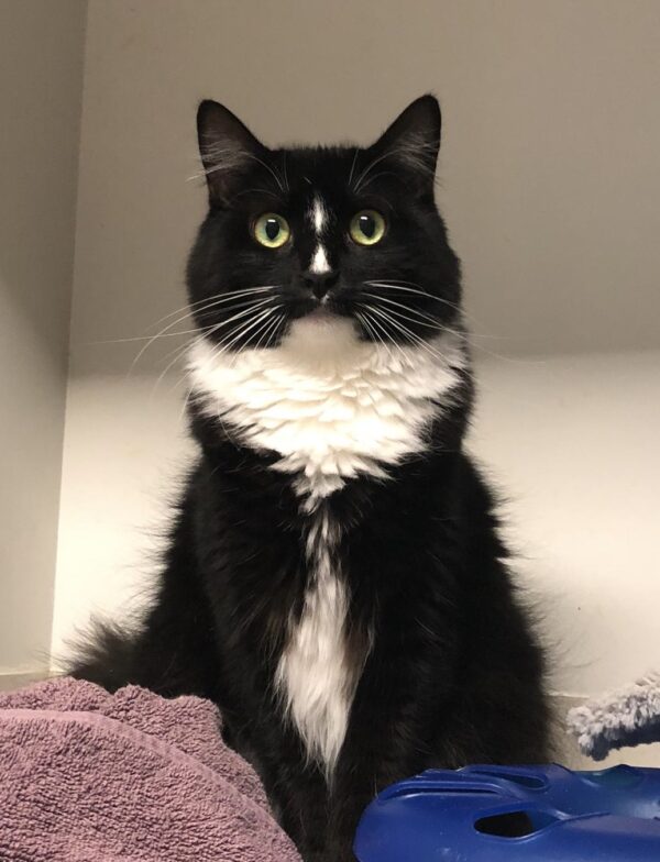 Joni - the owl or the pussycat?