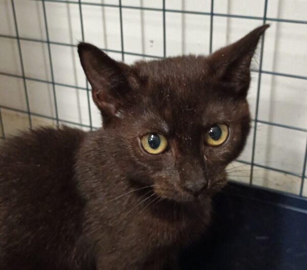 Hallie - beautiful black kitten