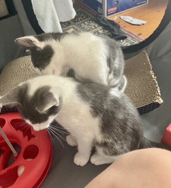 Aston - Cuddly Young Kitten - Image 3