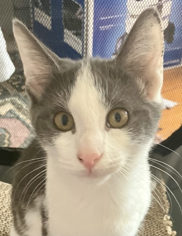Martin - affectionate nose kisses