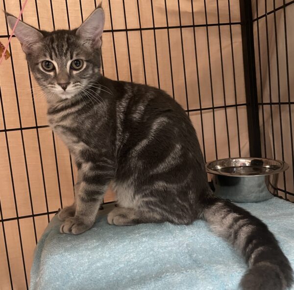 Gino - confident sweet kitten