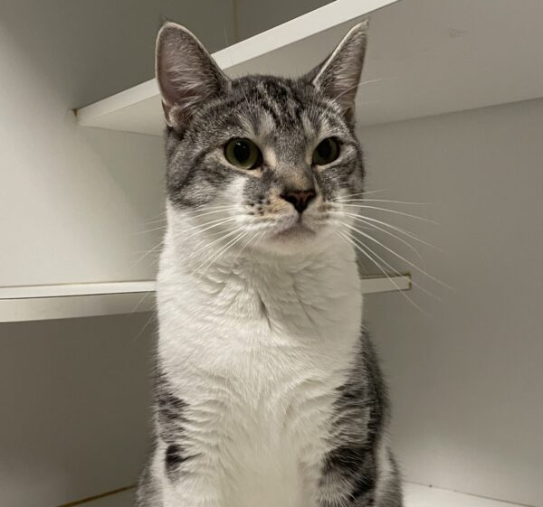 Rocky - loving young boy