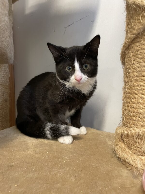Rudolf - affectionate female kitten - Image 5