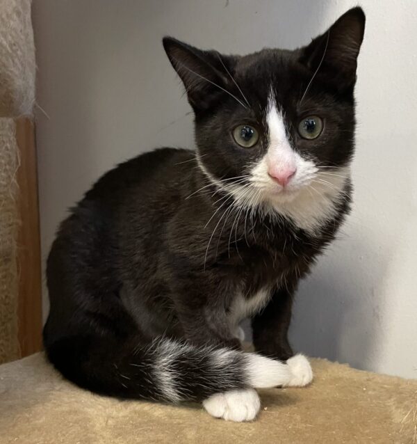 Rudolf - affectionate female kitten