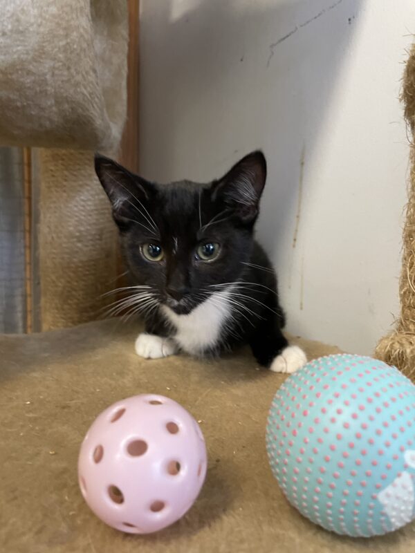 Dasher - affectionate female kitten - Image 5