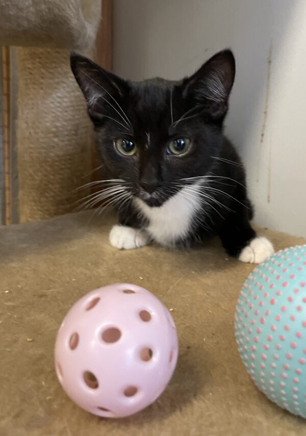 Dasher - affectionate female kitten - Image 3