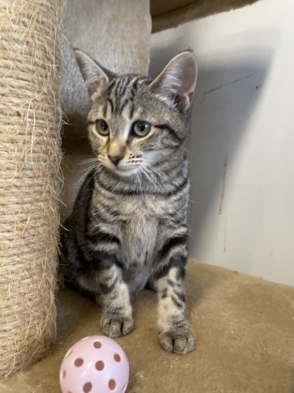 Prancer - affectionate female kitten - Image 2