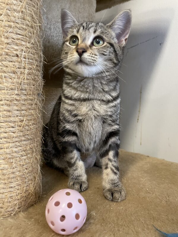 Prancer - affectionate female kitten - Image 6