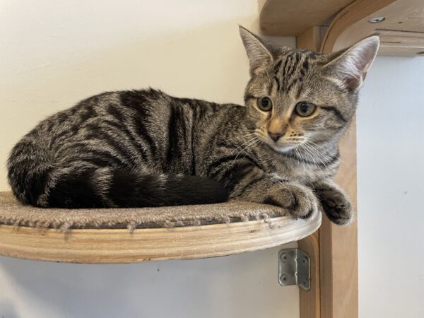 Prancer - affectionate female kitten - Image 4