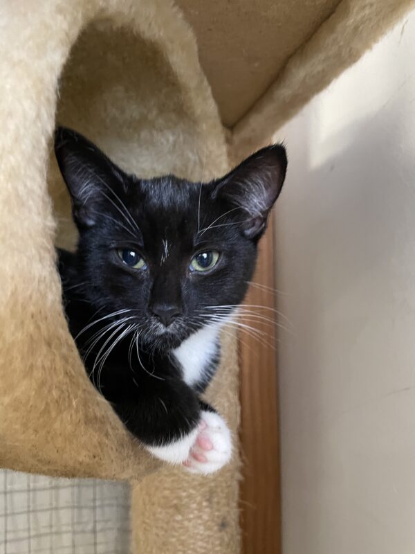 Dasher - affectionate female kitten - Image 4