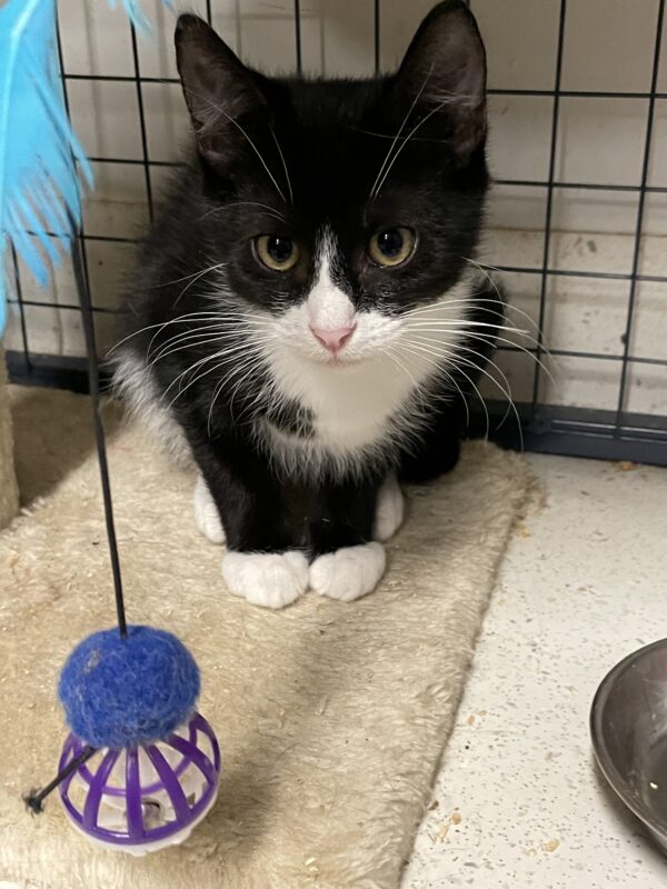 Rudolf - affectionate female kitten - Image 3