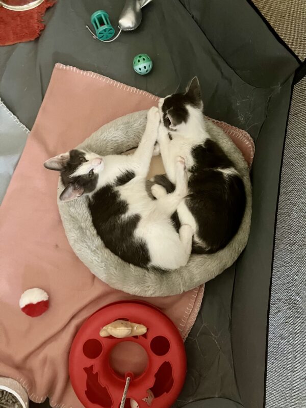 Aston - Cuddly Young Kitten - Image 4