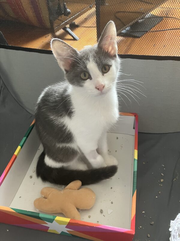 Aston - Cuddly Young Kitten - Image 2