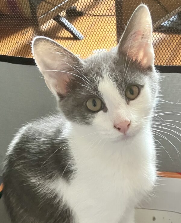 Aston - Cuddly Young Kitten
