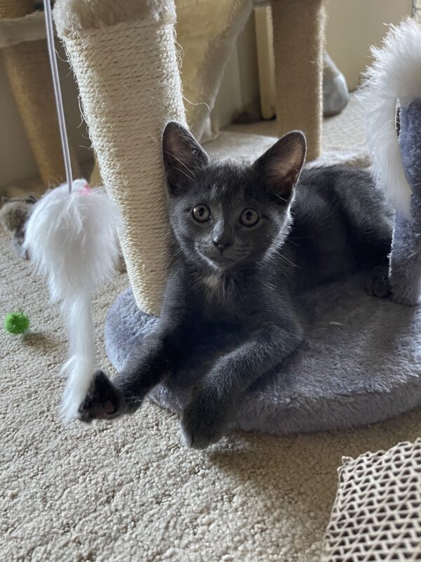 Smokey and Kobe - Affectionate And Playful Bonded Young Kittens - Image 5