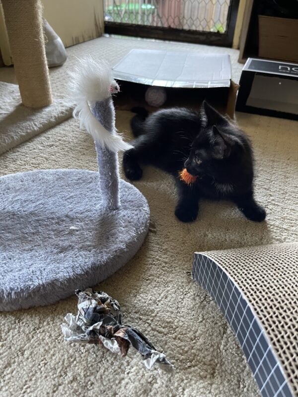 Smokey and Kobe - Affectionate And Playful Bonded Young Kittens - Image 6