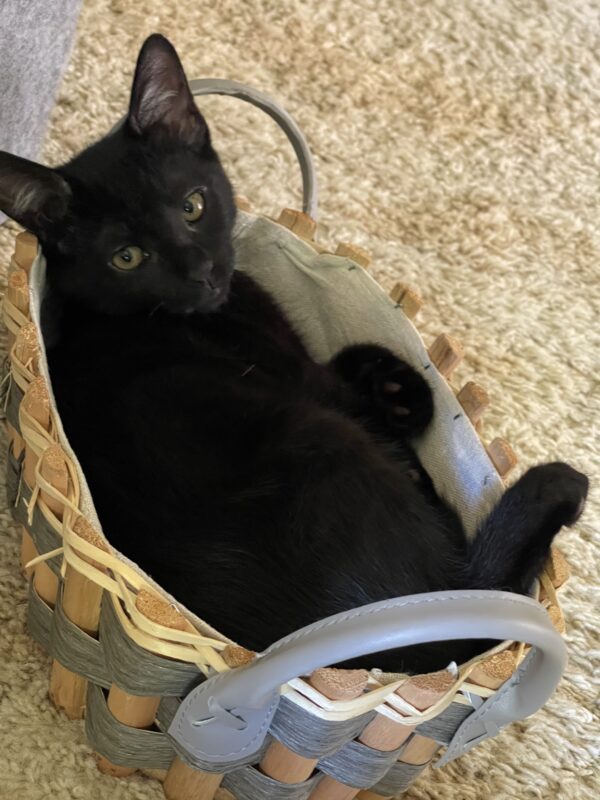 Smokey and Kobe - Affectionate And Playful Bonded Young Kittens - Image 4