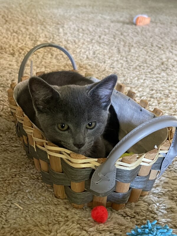 Smokey and Kobe - Affectionate And Playful Bonded Young Kittens - Image 3