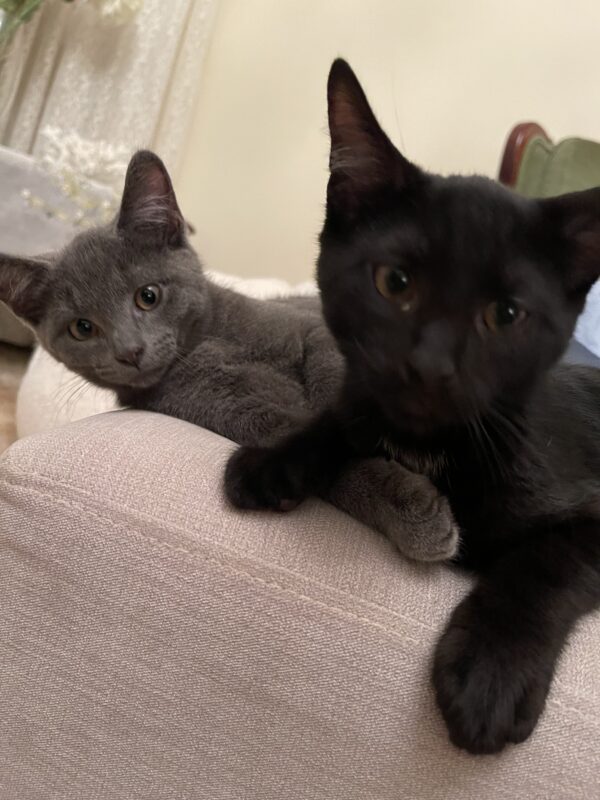 Smokey and Kobe - Affectionate And Playful Bonded Young Kittens - Image 2