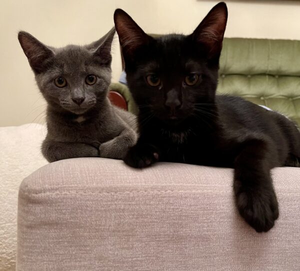 Smokey and Kobe - Affectionate And Playful Bonded Young Kittens