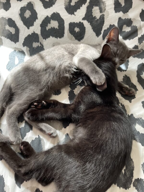 Smokey and Kobe - Affectionate And Playful Bonded Young Kittens - Image 7