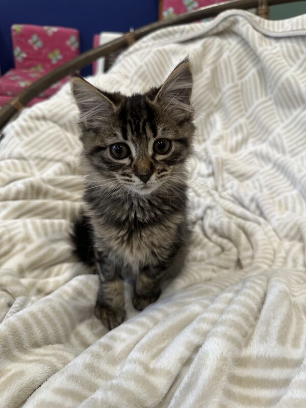 Chewy - Cuddly Fluffball - Image 2