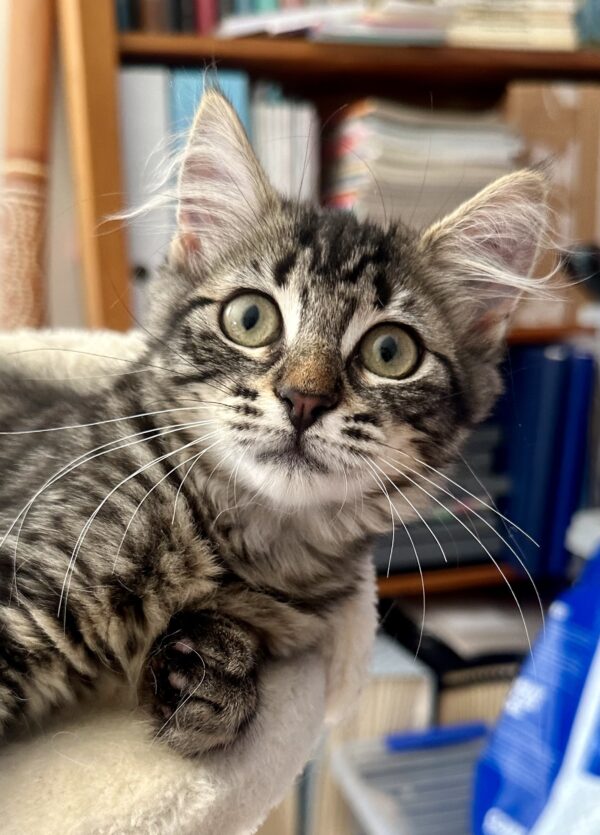 Yoda - Playful Fluffball