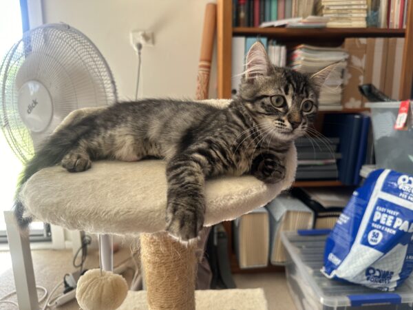 Yoda - Playful Fluffball - Image 2