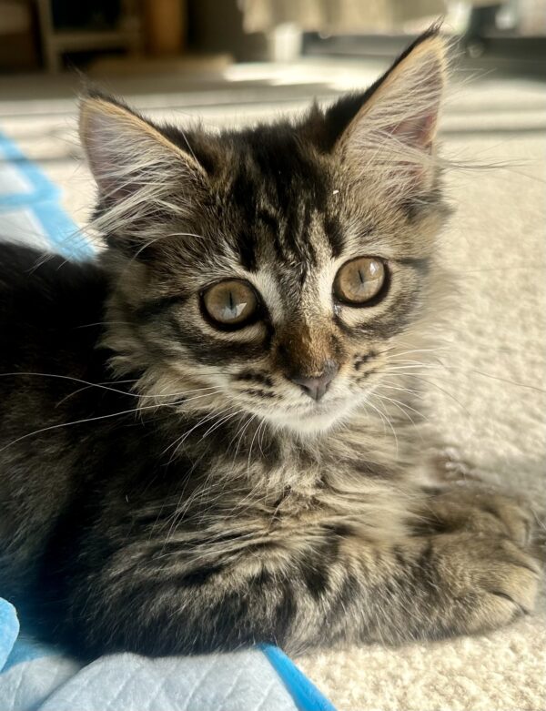 Chewy - Cuddly Fluffball
