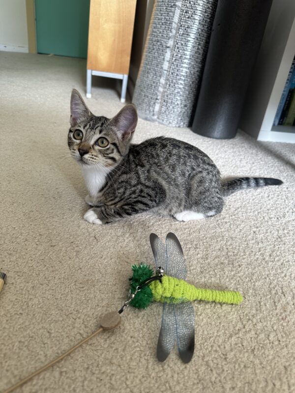 Leia - Sweet And Gentle Kitten - Image 2