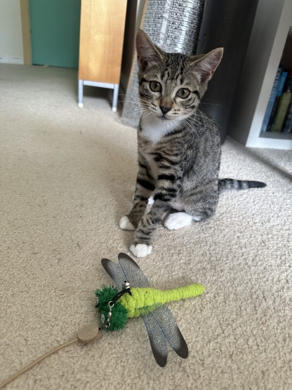 Leia - Sweet And Gentle Kitten - Image 3
