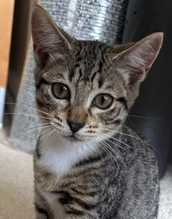 Leia - Sweet And Gentle Kitten