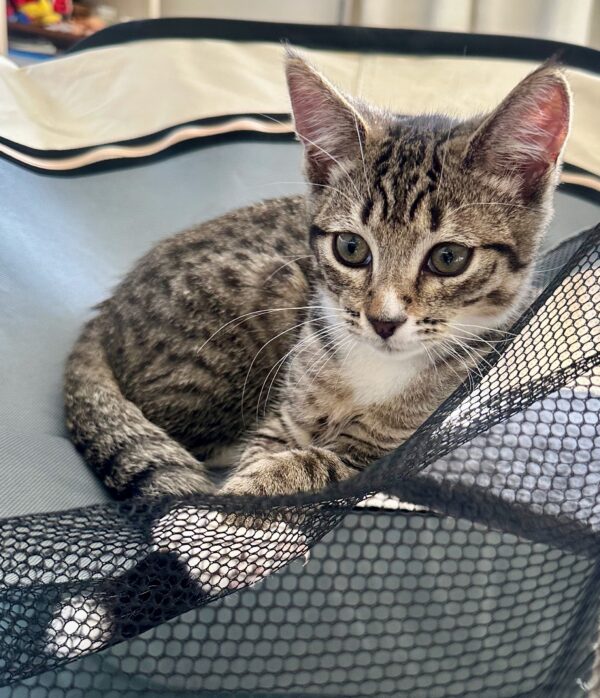 Luke - Affectionate Little Purr-Machine