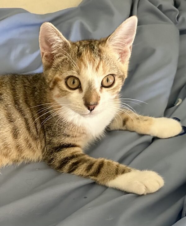 Angel - Faithful Little Companion