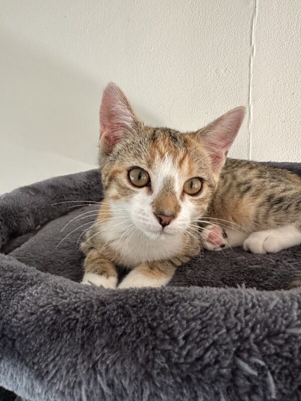 Angel - Faithful Little Companion - Image 8