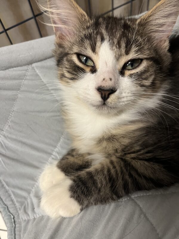 Nick - affectionate kitten - Image 4