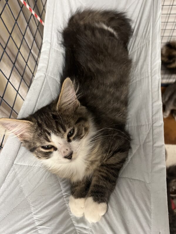 Nick - affectionate kitten - Image 5