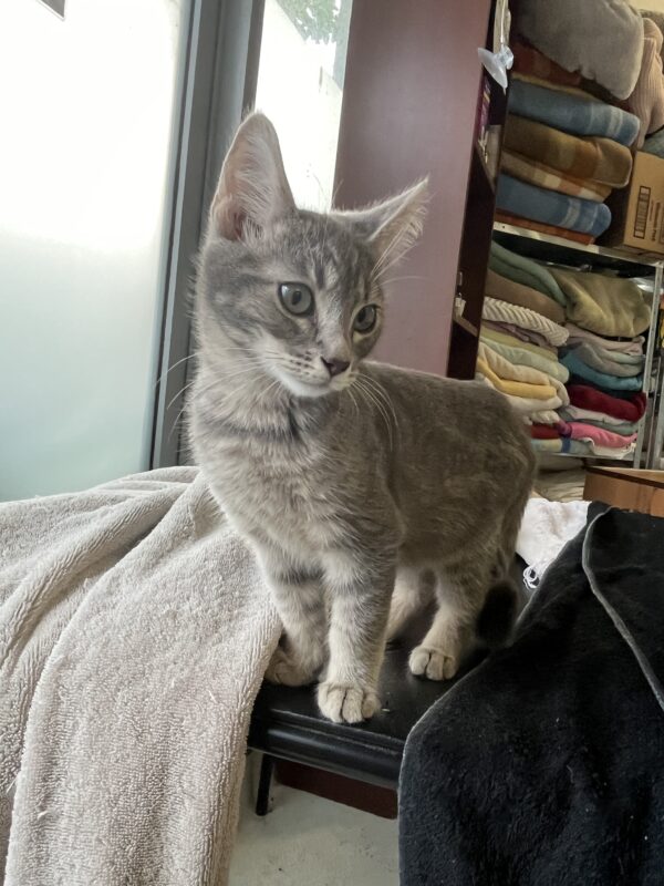 George - Cute grey tabby kitten - Image 3