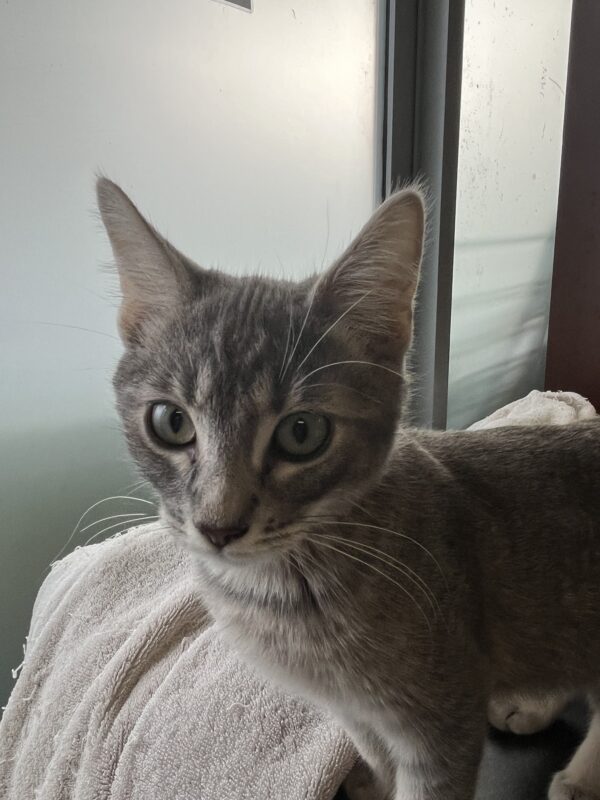 George - Cute grey tabby kitten - Image 4