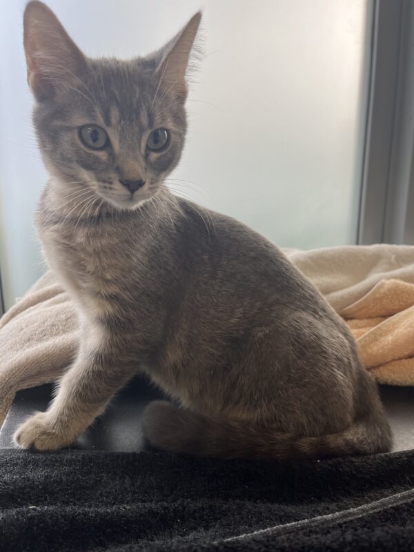 George - Cute grey tabby kitten - Image 5