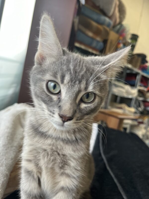 George - Cute grey tabby kitten