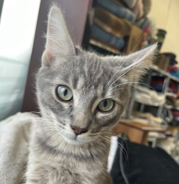 Blake - affectionate kitten