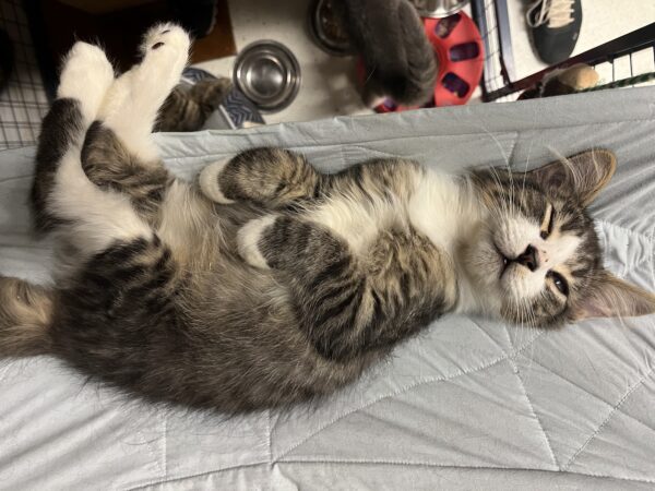 Nick - affectionate kitten - Image 3