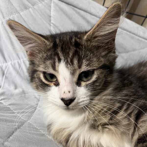 Nick - affectionate kitten